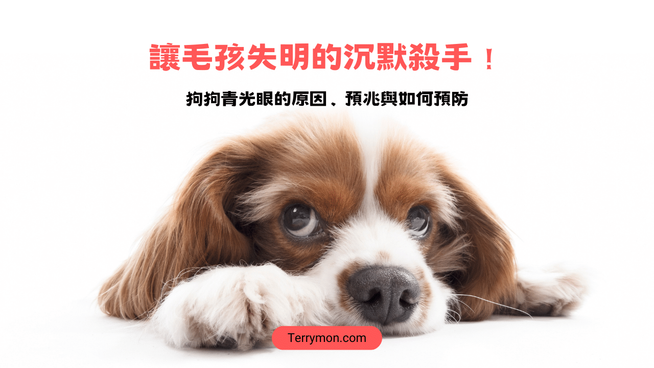 狗狗青光眼有救嗎？造成狗狗青光眼的原因、預兆與如何預防
