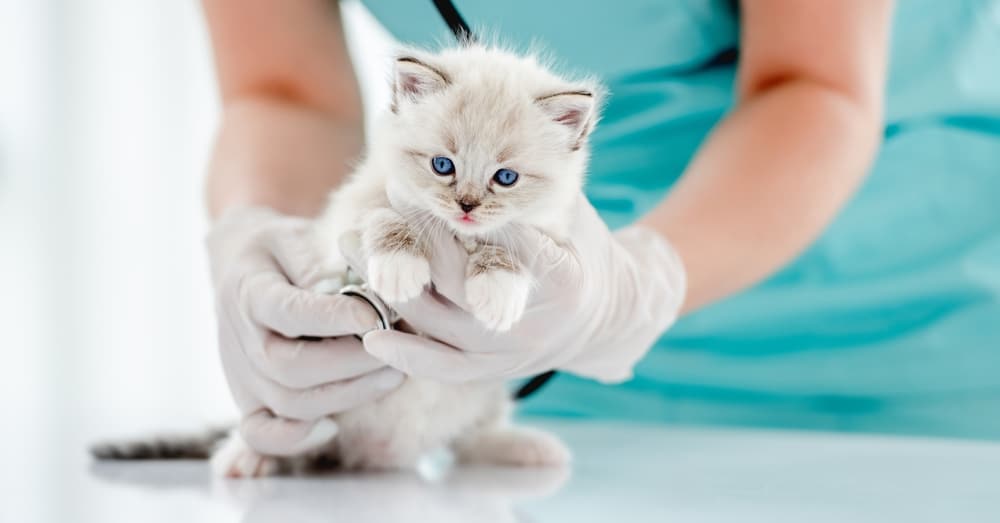貓咪24小時動物醫院推薦
