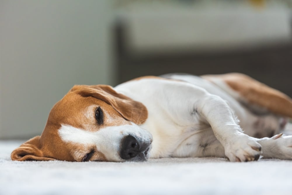 狗狗長粉刺常見於腹部，可能會發癢或紅腫