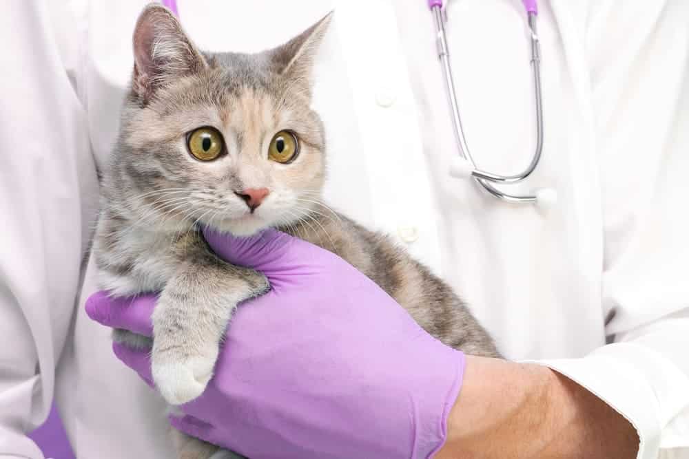 貓咪弓形蟲治療示意圖