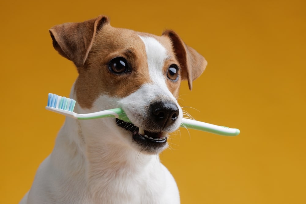 做好洗牙前身體檢查可避免狗狗洗牙後遺症發生