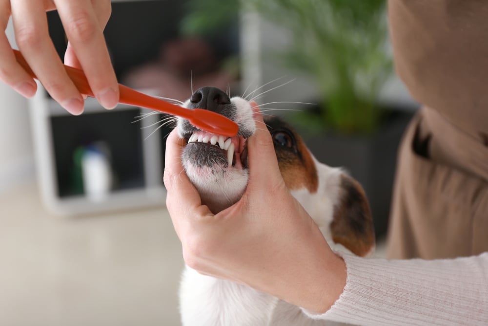 狗狗多久洗牙一次？狗狗洗牙頻率會依衛生習慣、口腔狀況等而有所差異