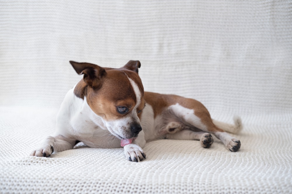 狗狗濕疹可以擦人的藥膏嗎？應依照獸醫師指示給予狗狗專屬的藥物