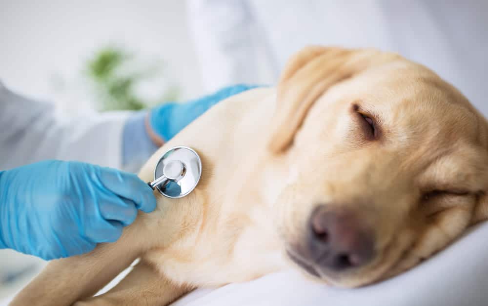 狗腫瘤該如何診斷？