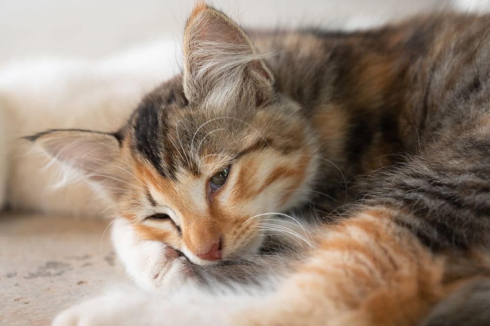 貓咪可能在理毛過程中吃下含有絛蟲幼蟲的跳蚤，進而染上絛蟲
