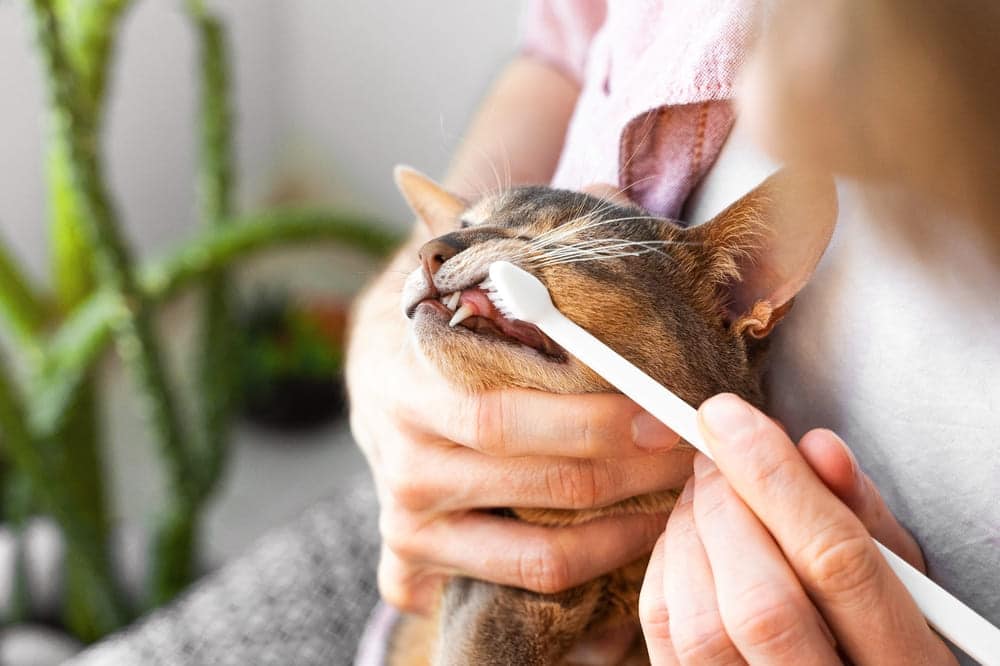 了解貓洗牙前準備，降低貓咪洗牙風險