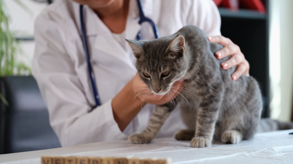 有貓濕疹症狀請盡快帶去給獸醫檢查