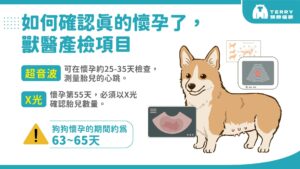 狗狗懷孕