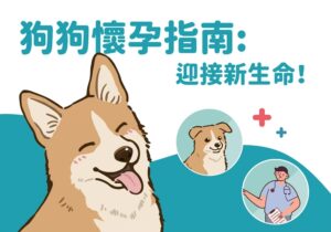 狗狗懷孕