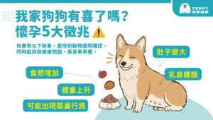 狗狗懷孕