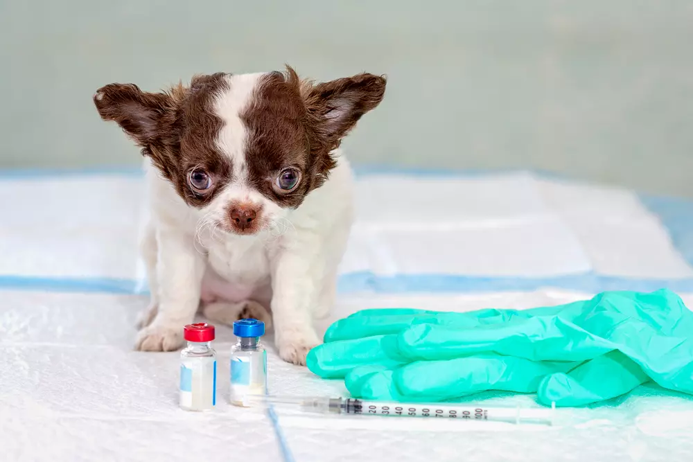 幼犬疫苗為什麼很重要？