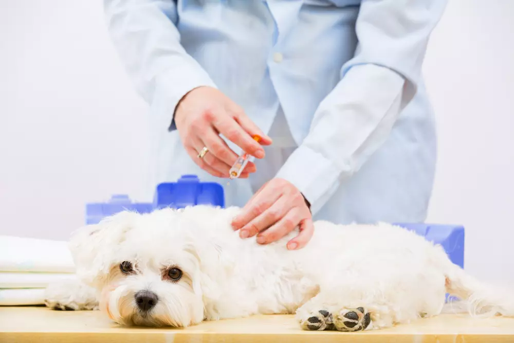 施打幼犬疫苗須注意哪些重要事項？