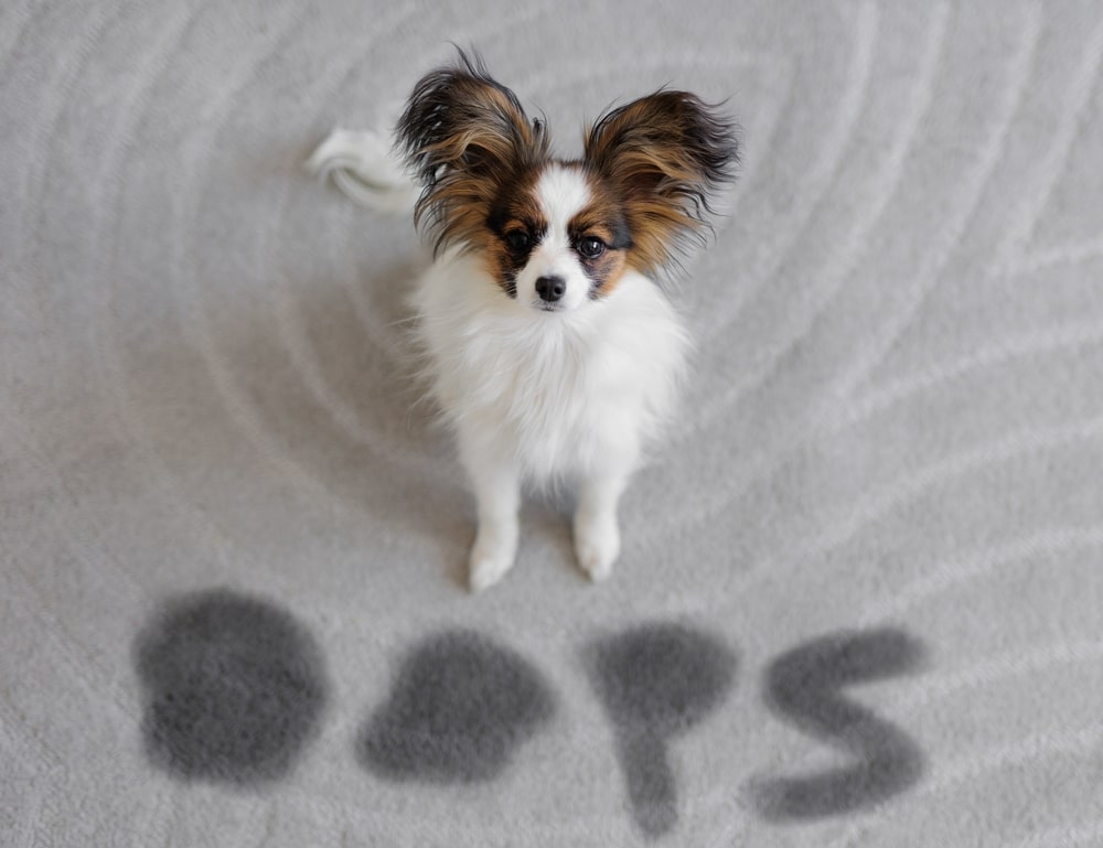 當狗狗無法控制排尿時，可能需進行狗狗膀胱炎治療及診斷