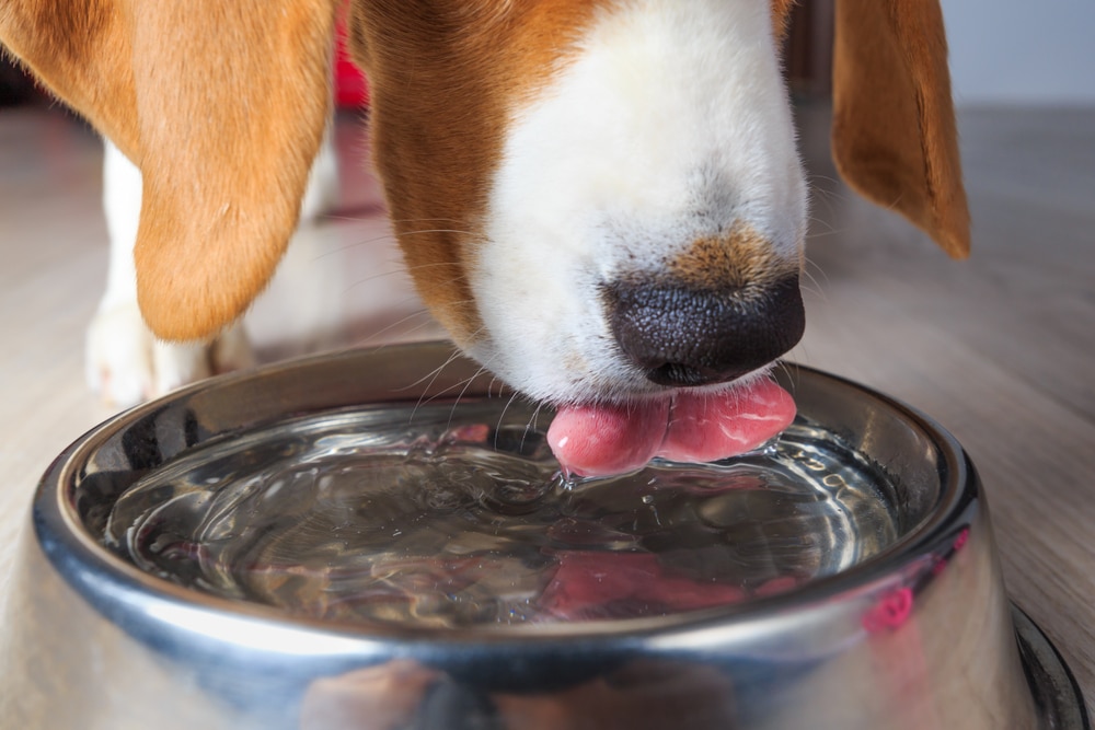 補充足量水分是預防狗膀胱發炎飲食重點之一
