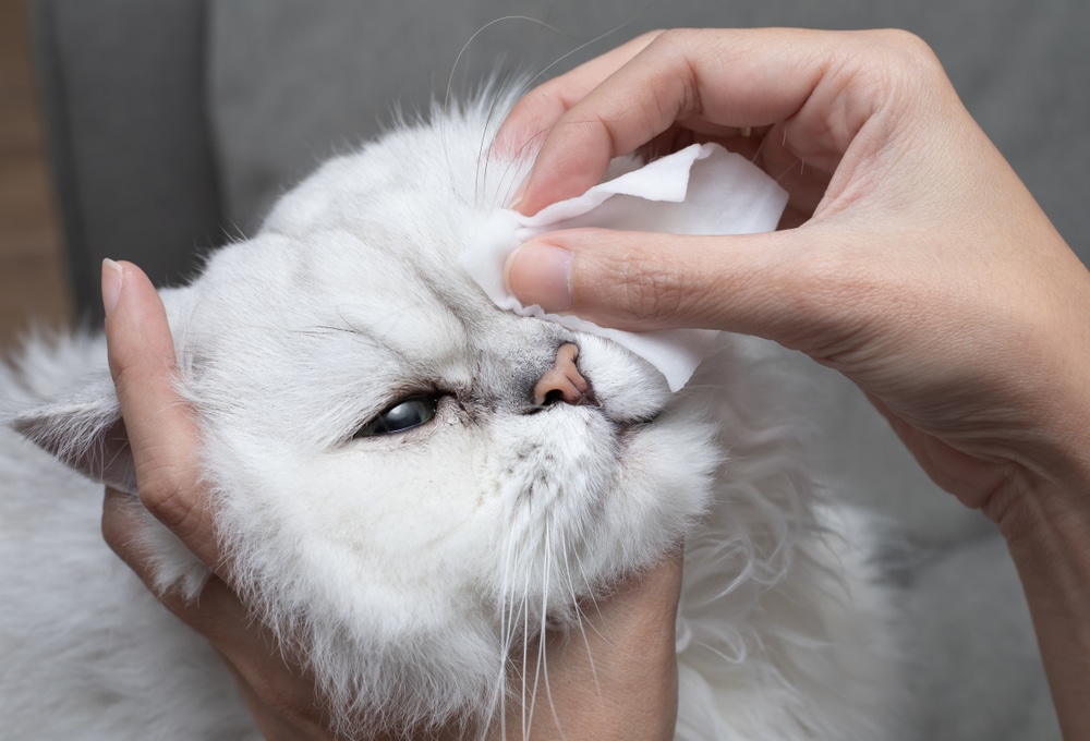 貓咪眼睛分泌物擦拭示意圖