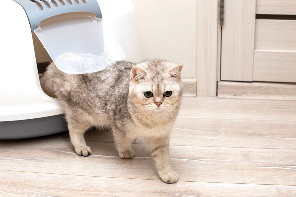 貓咪膀胱炎頻尿示意圖