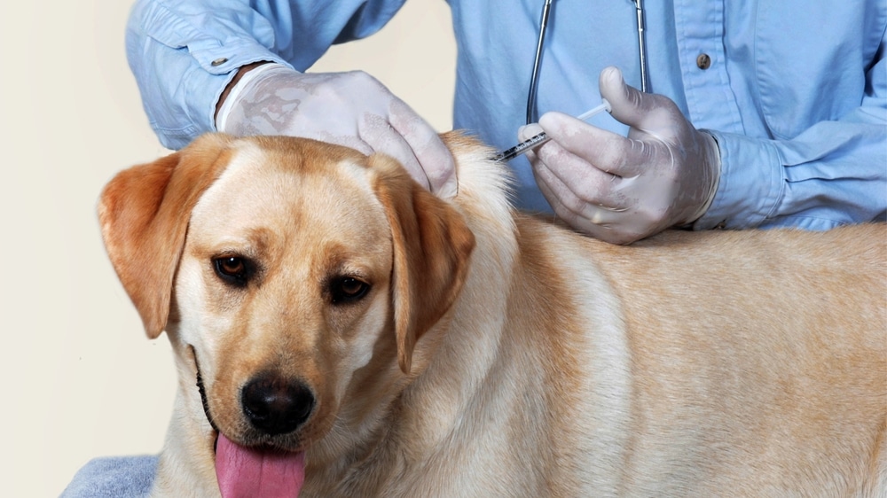 如何避免自家寶貝得狂犬病?