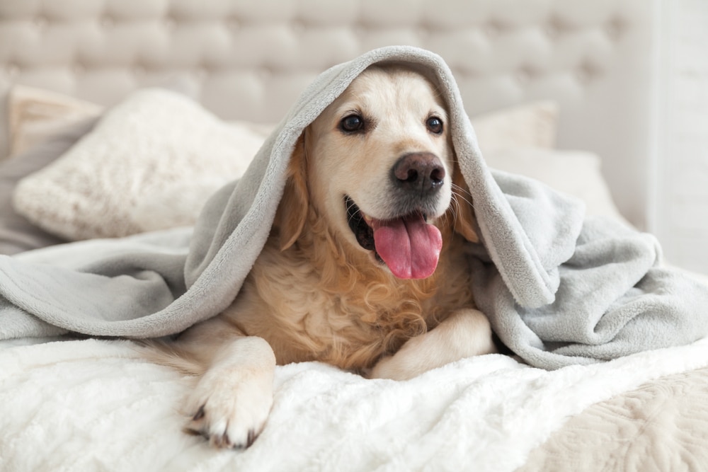 狗狗胰臟炎會好嗎？
