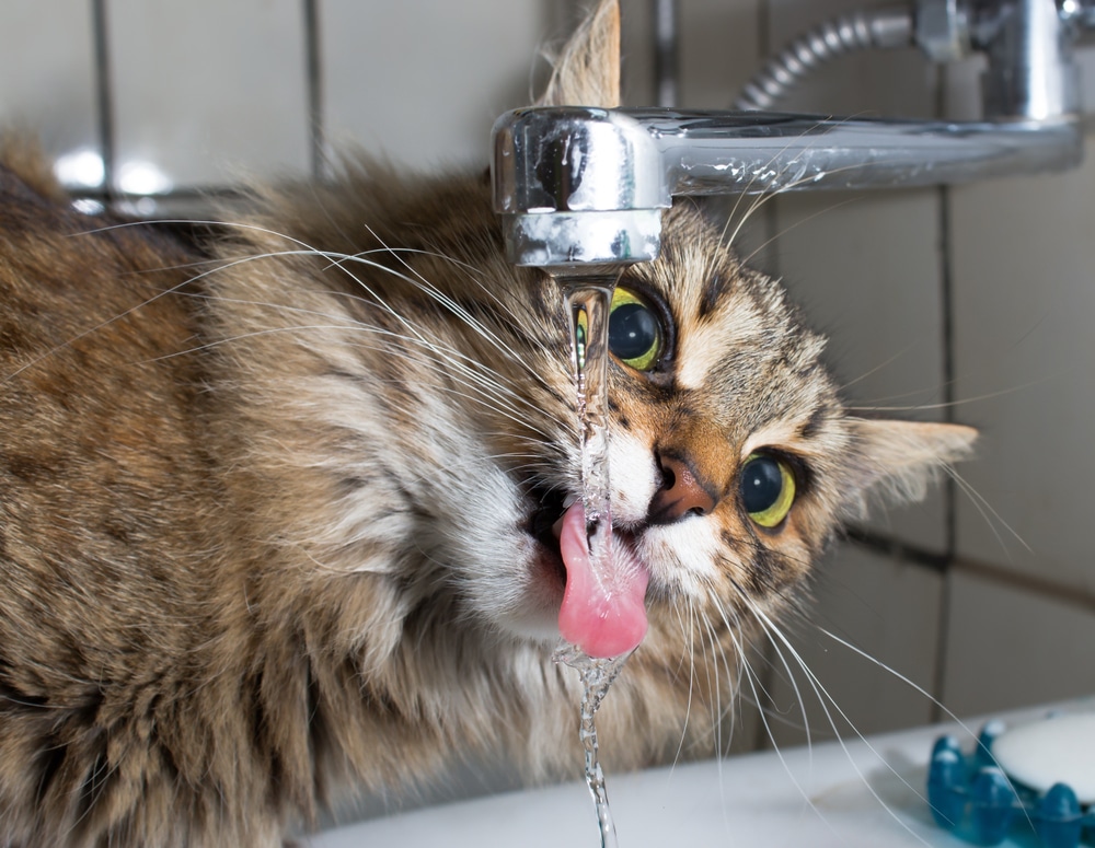鼓勵毛孩充足飲水是預防貓咪便秘的重要解方