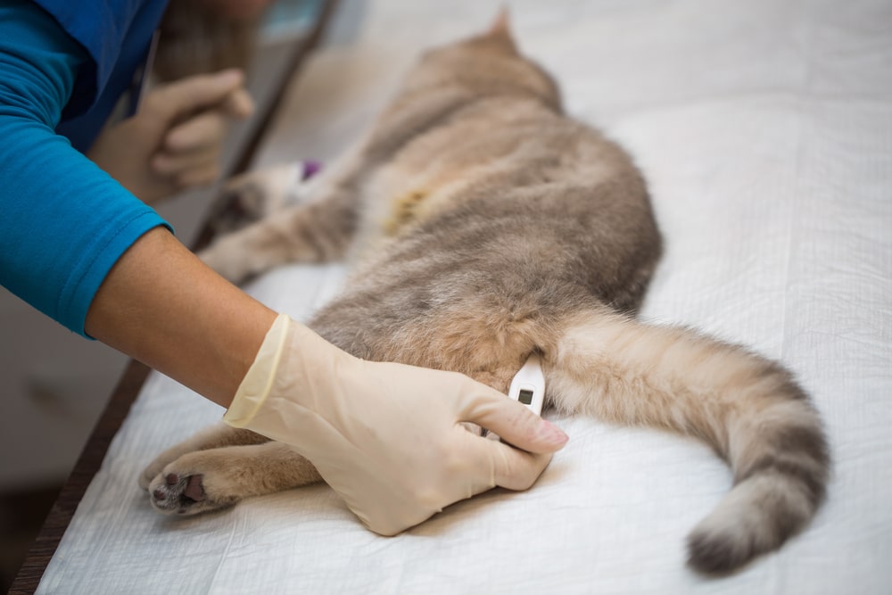 貓咪發燒時，可使用直腸溫度計來測量體溫