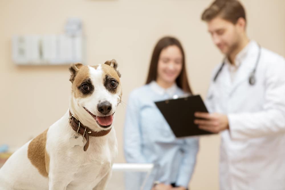 寵物腫瘤治療方式