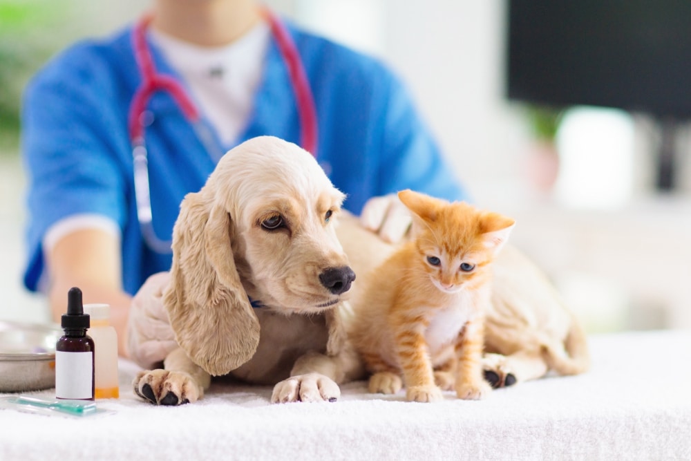 接種疫苗和驅蟲幫助狗狗免疫力提升貓免疫力提升示意圖