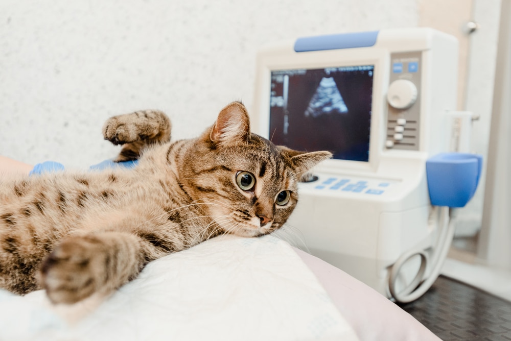 每年定期健檢，是貓腎臟病預防的必要手段。
