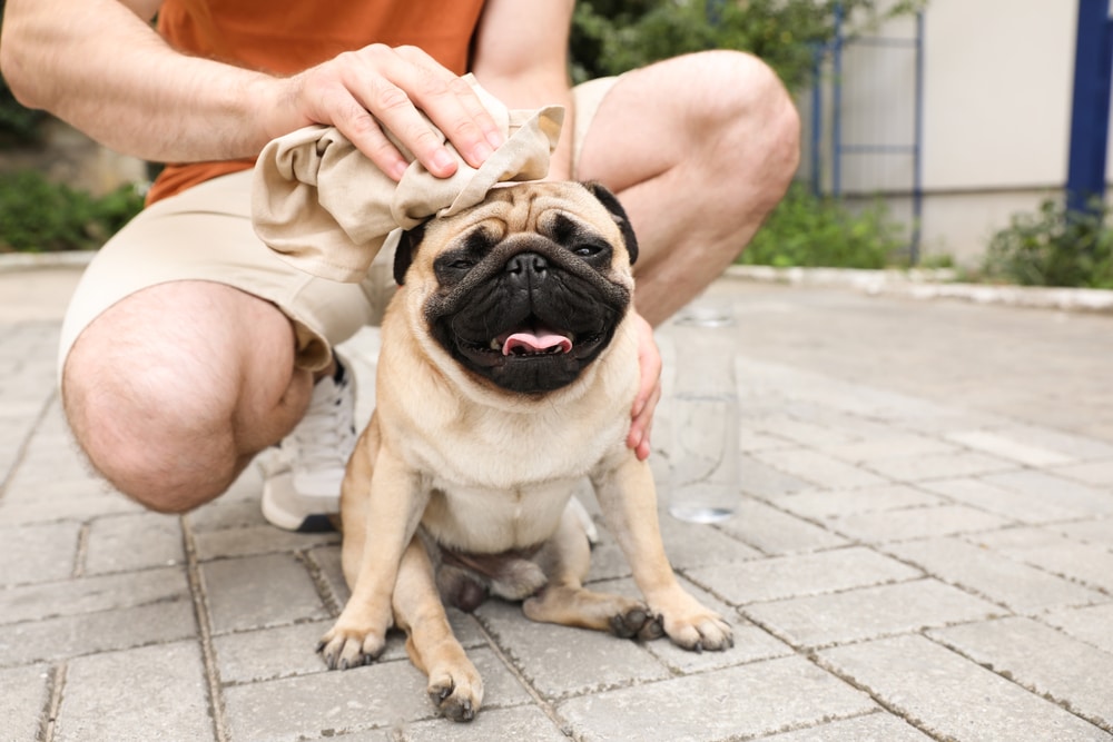 狗狗中暑時，可以用濕紙巾擦拭全身，幫狗狗降溫