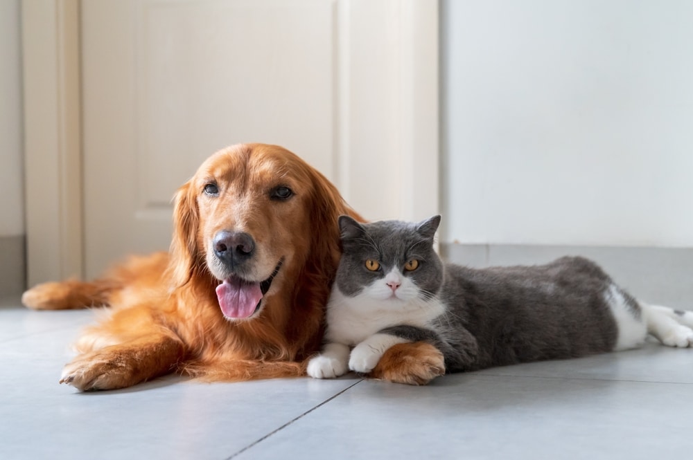 狗狗免疫力提升貓免疫力提升健康示意圖