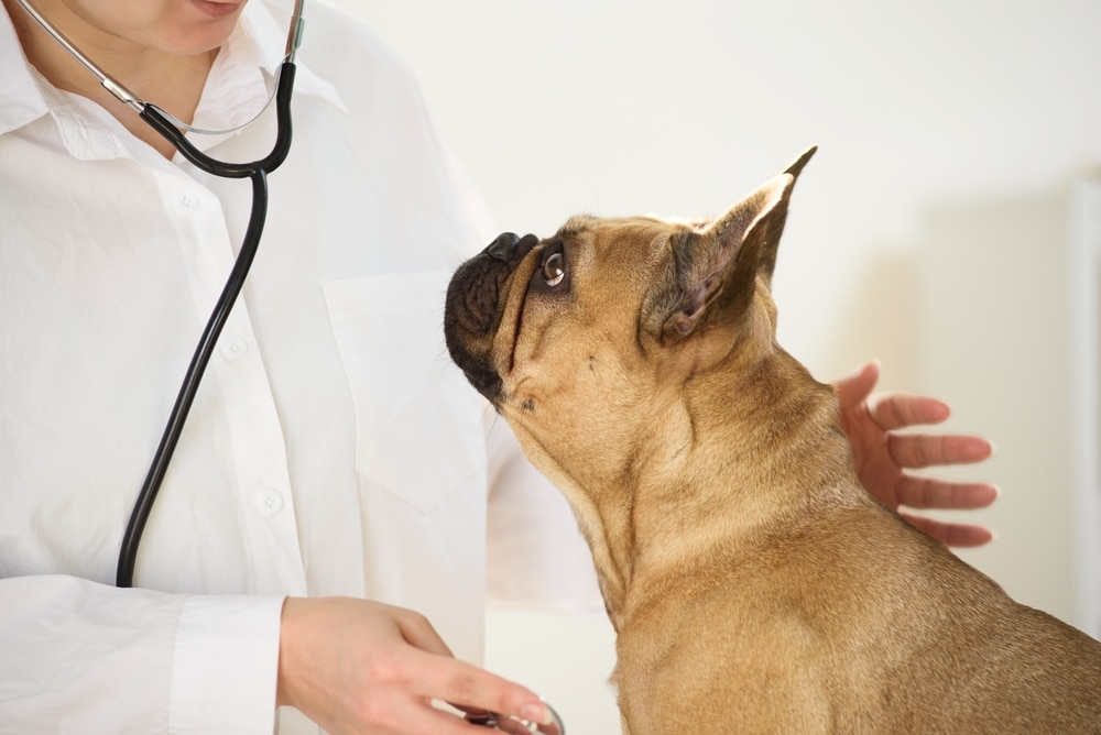 狗狗脂肪瘤診斷方式