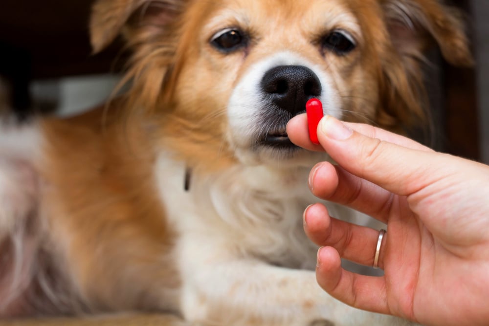 狗狗黴菌治療方式有許多種