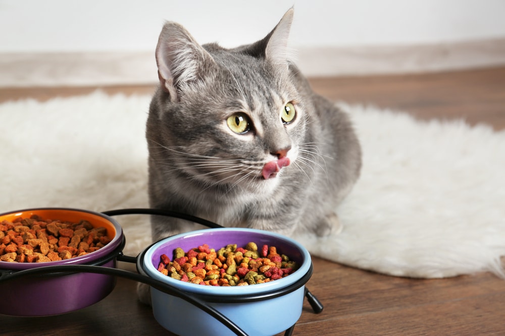 貓咪口炎症狀是什麼？食量變少就要注意！
