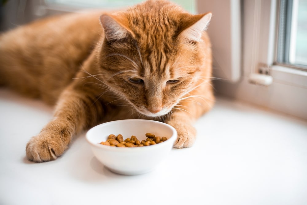 貓咪口炎症狀最常出現食量變少的情況