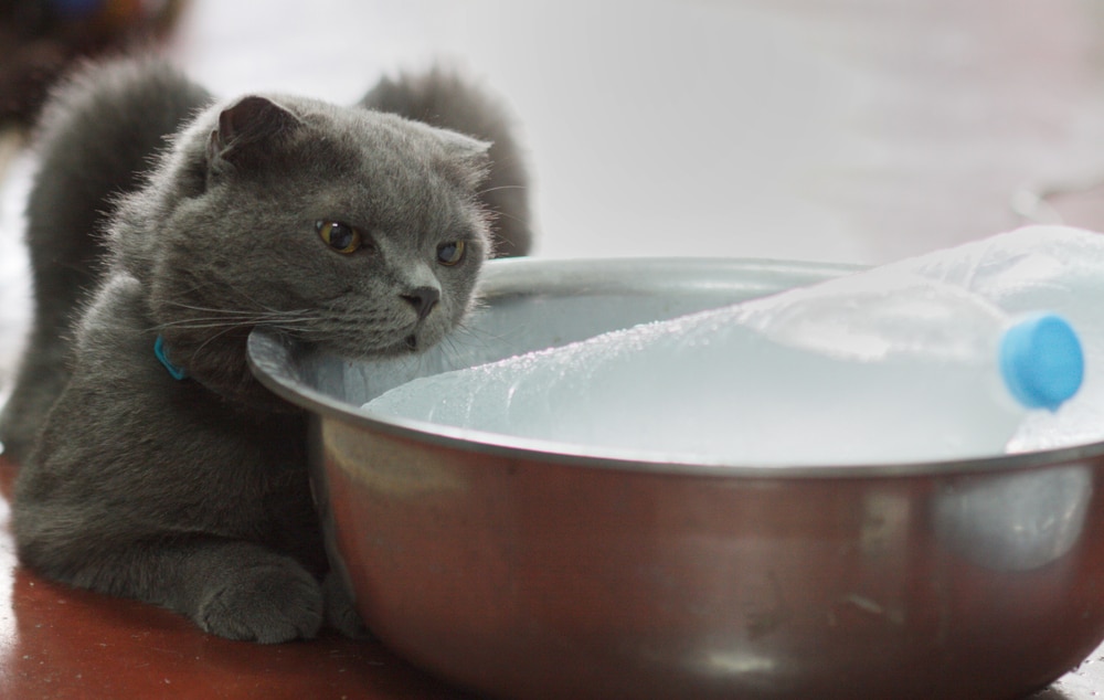 貓咪太熱症狀如何預防？