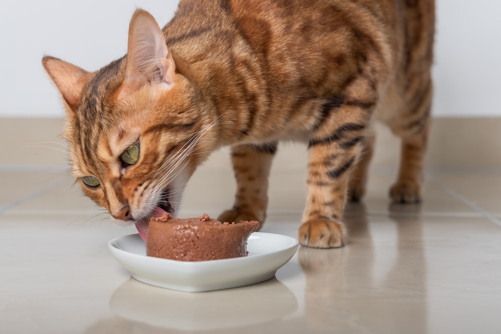 貓咪減肥方法以濕食為主示意圖