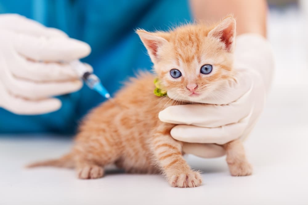 貓咪疫苗是守護毛孩不可少的措施！