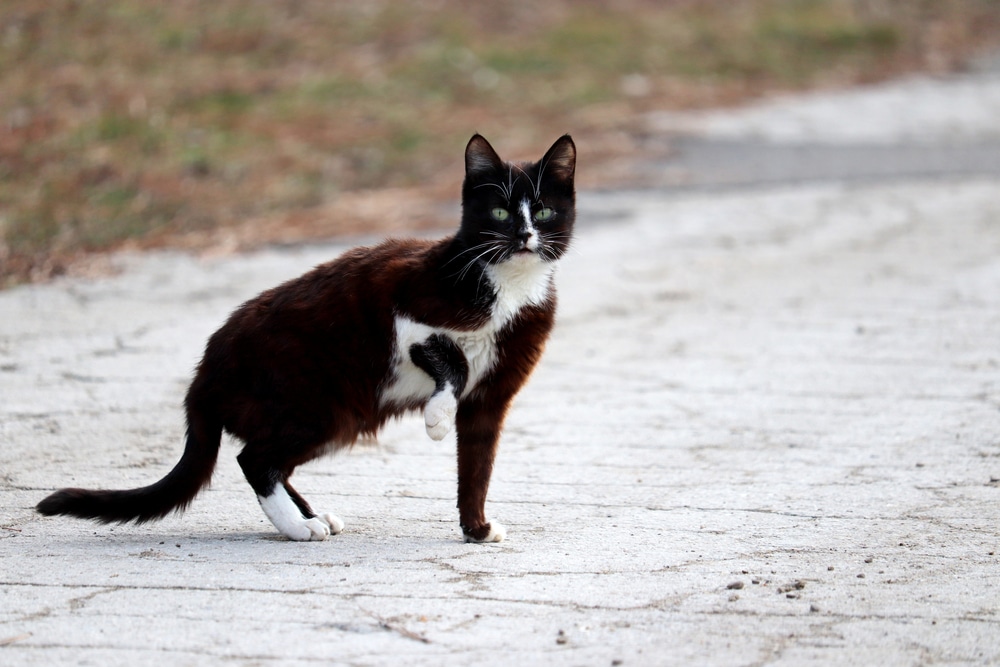 貓咪關節炎影響貓咪走路姿勢