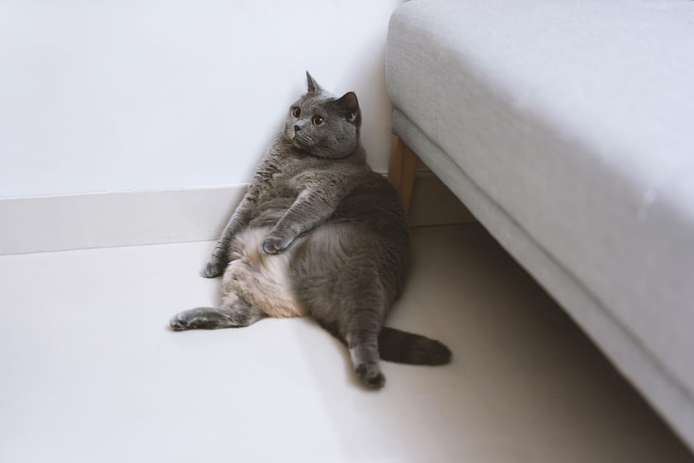 貓咪太重可能導致貓咪關節炎更容易找上門