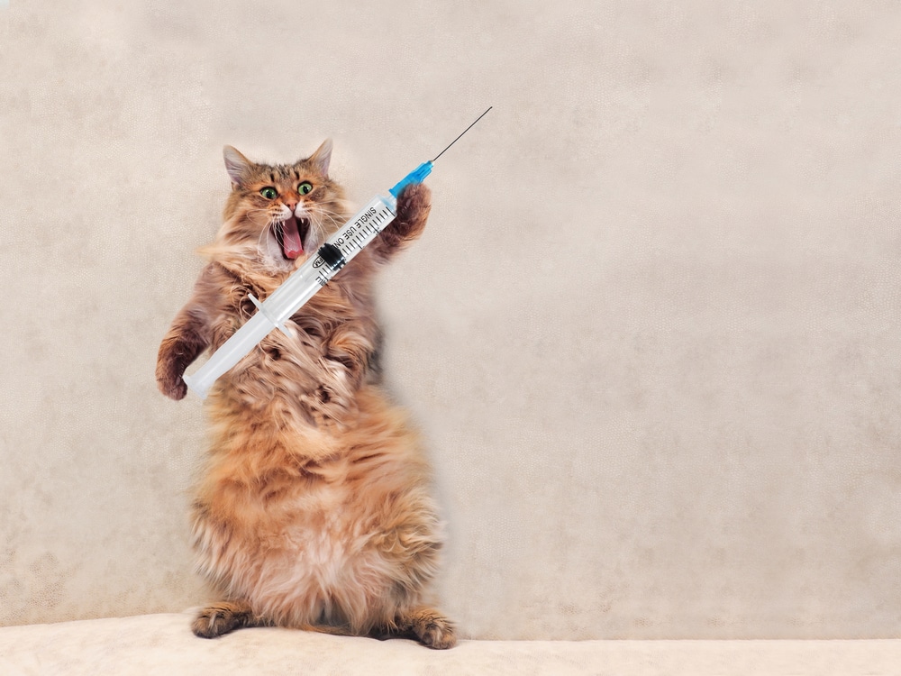 貓狂犬病疫苗一定要打嗎？打與不打如何取捨