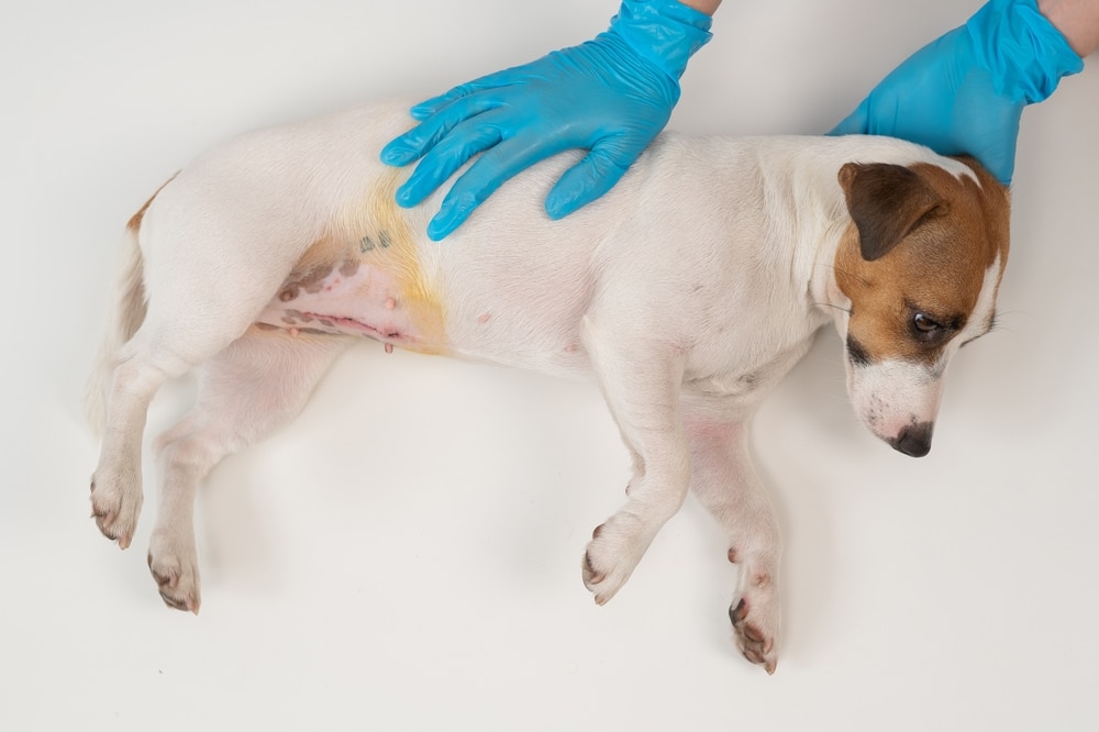 狗狗脾臟腫瘤可能性很多，需透過醫師診斷了解