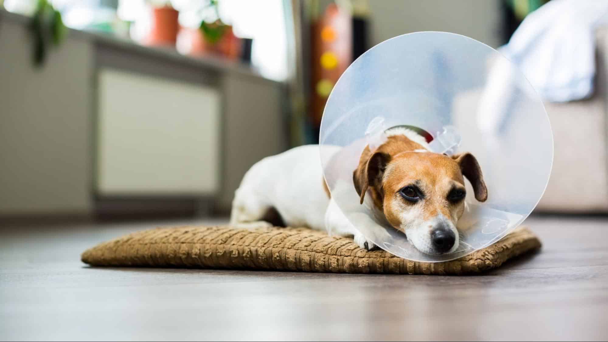 狗脂漏性皮膚炎治療期間，需戴上頭套預防啃咬