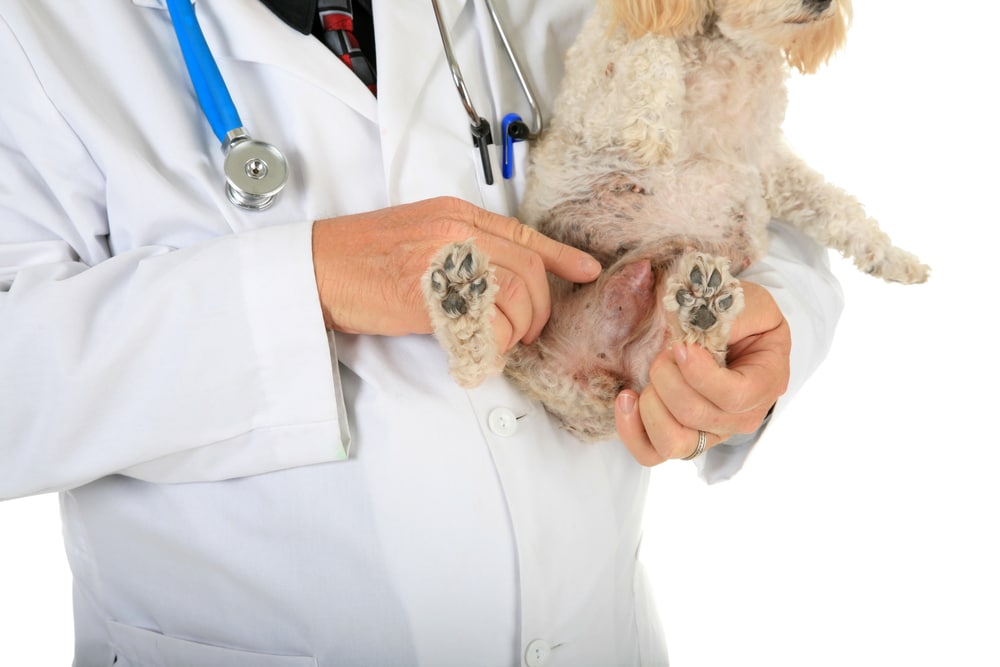 自家狗狗乳腺瘤會消嗎？