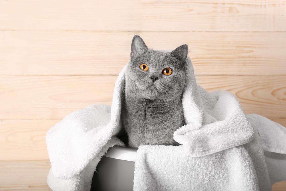 貓咪多久洗澡一次？應依照貓咪本身狀況及生活習慣來決定