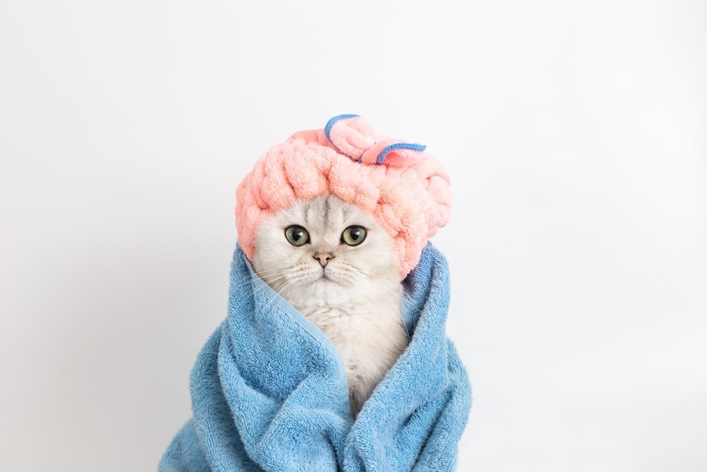 選擇貓咪專用的沐浴乳，是貓咪洗澡注意事項之一