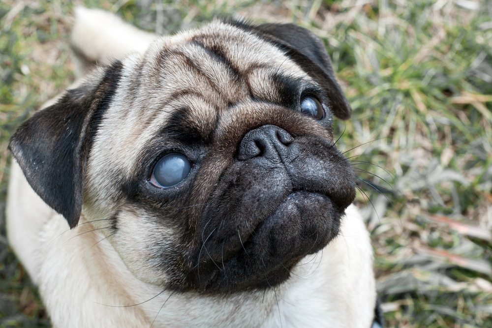 狗狗眼睛紅可能是白內障初期徵兆