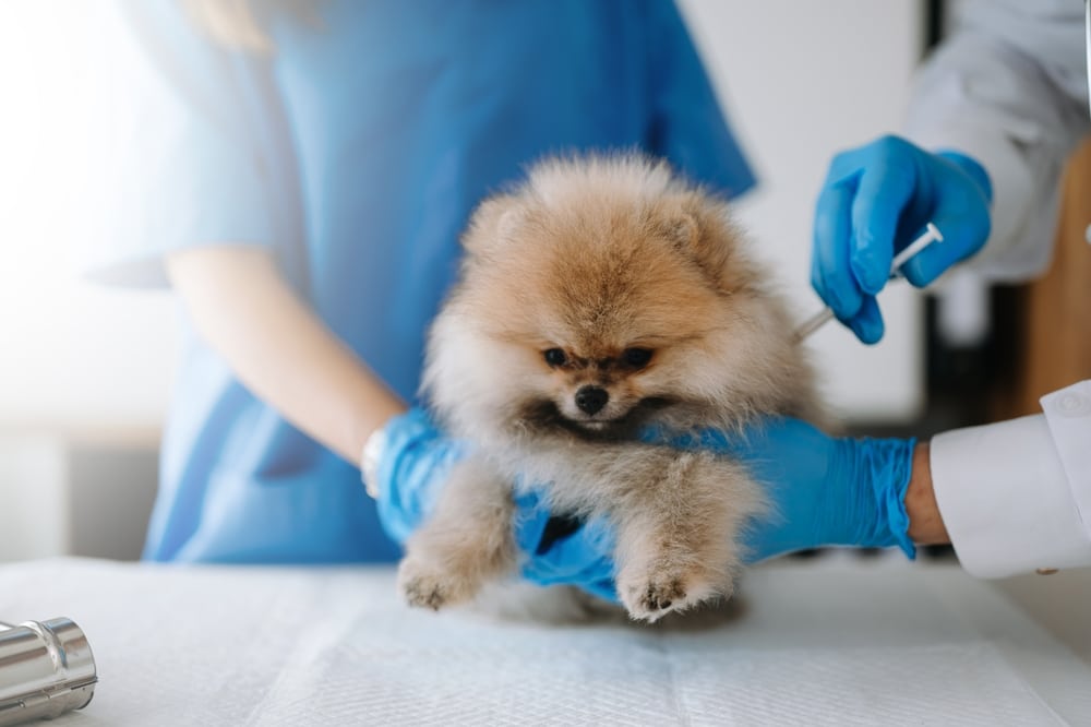 完整接種疫苗才能預防感染犬小病毒