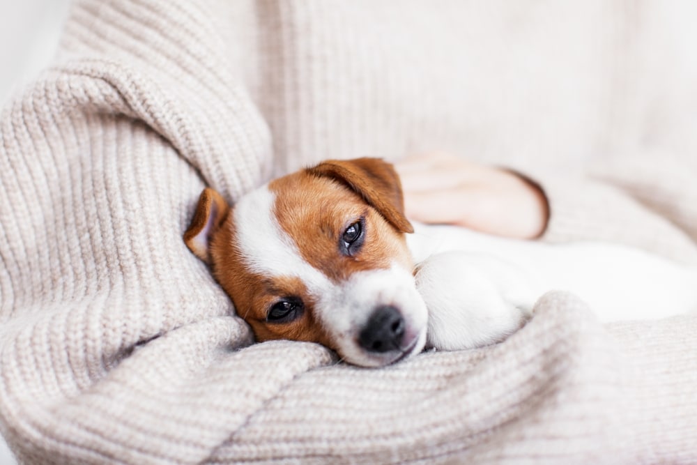 認證犬鉤蟲感染症狀