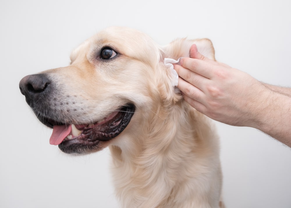 狗狗耳朵發炎怎麼辦