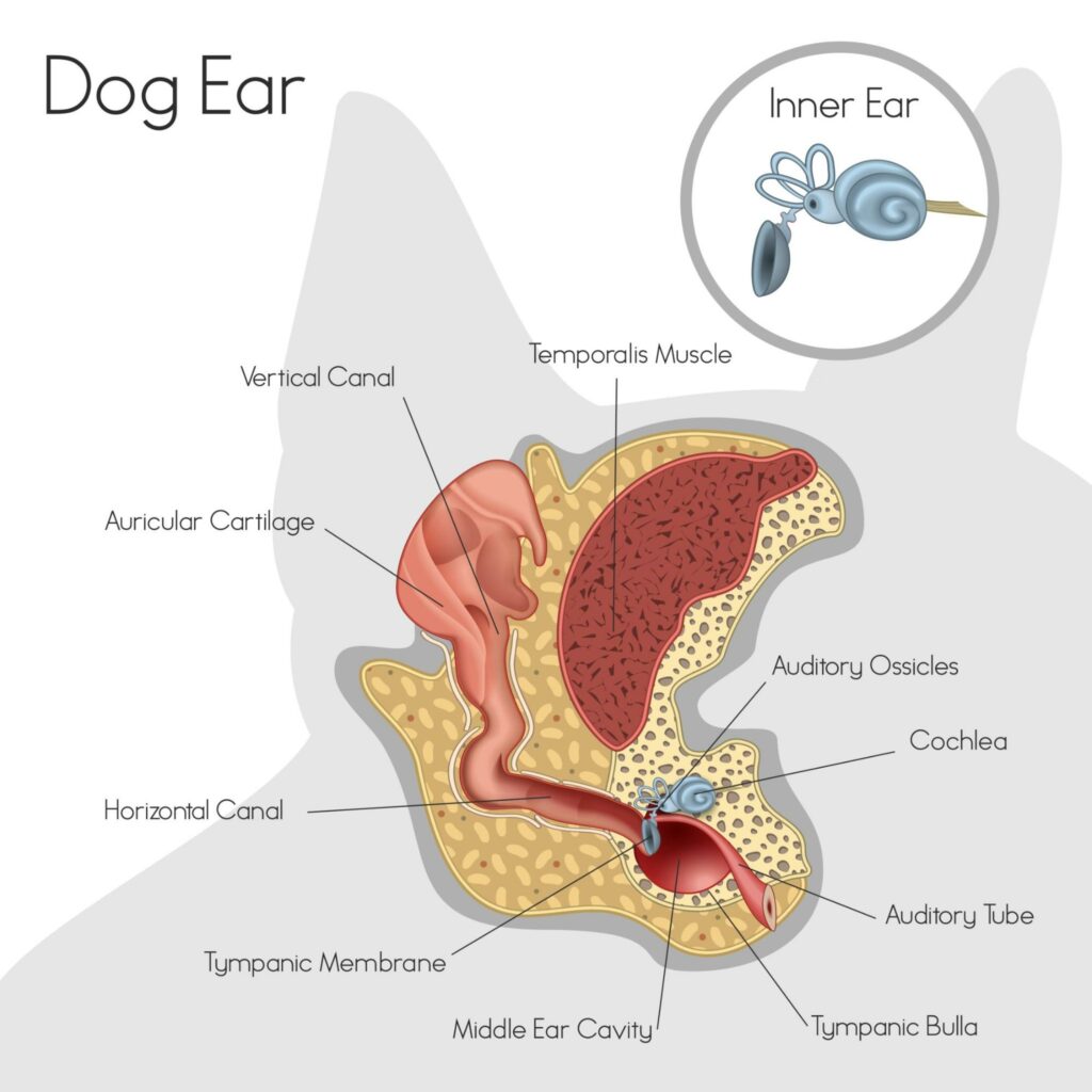 狗狗耳朵構造剖面圖