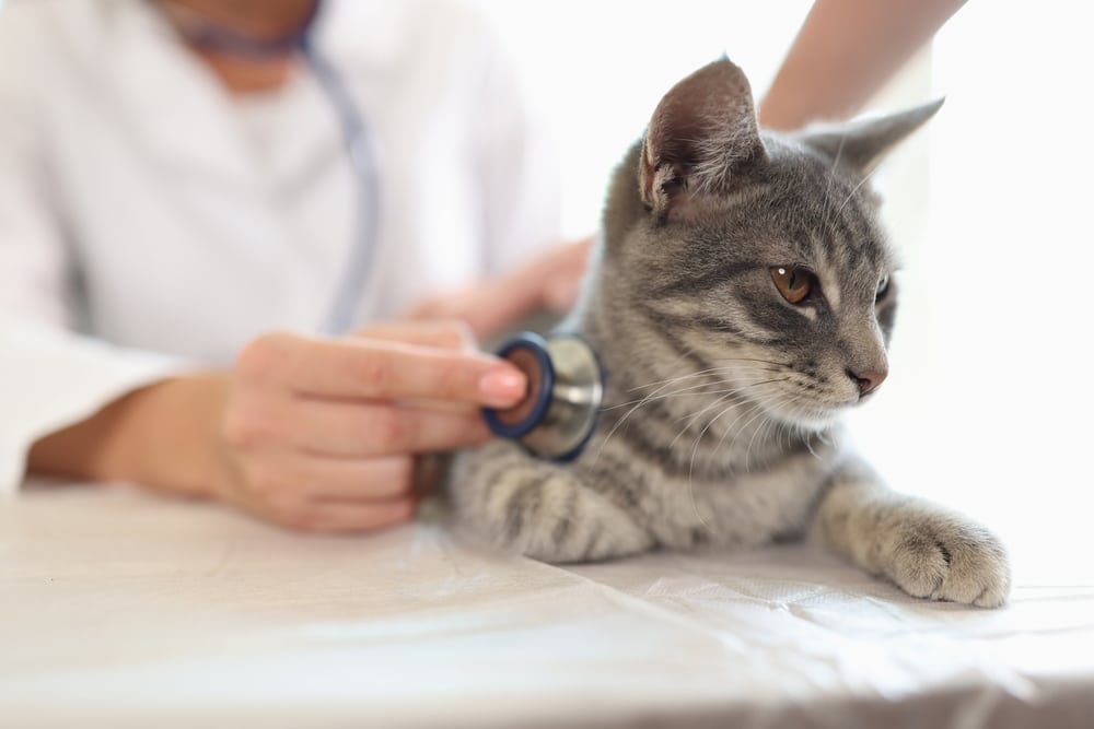 呼吸急促的貓咪進行獸醫理學檢查